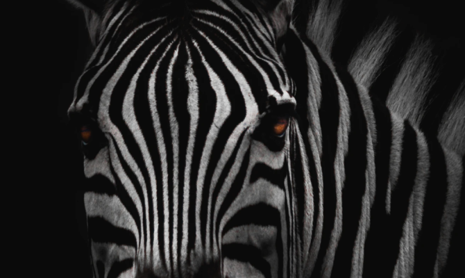 La Zebra alcanza una tasa de ejecución de $ 100 millones, se vuelve rentable a medida que la insurtech se dispara