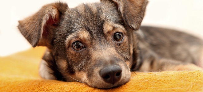 Las 5 mejores opciones de eliminación de olores de mascotas para pisos de linóleo o mármol