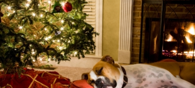 Mantener a las mascotas seguras en Navidad