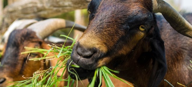 cabras comiendo hierba a través de una valla de madera