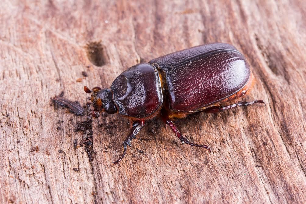 Un escarabajo de madera contra la madera. 