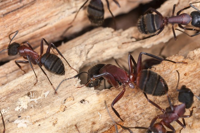 Hormigas en un trozo de madera. 