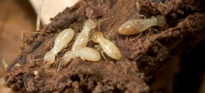 Prevención de termitas |  LaNetaNeta.com