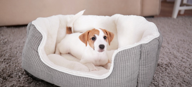 Productos de limpieza para mascotas domésticas: Cómo quitar la alfombra con menta