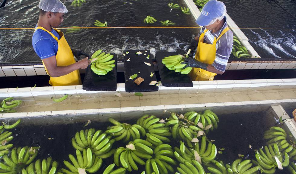 Proceso de lavado en una plantación bananera. La agricultura latinoamericana debería reducir su huella ecológica corrigiendo algunos de sus sistemas de producción que entre otros aspectos utilizan un exceso de agua.