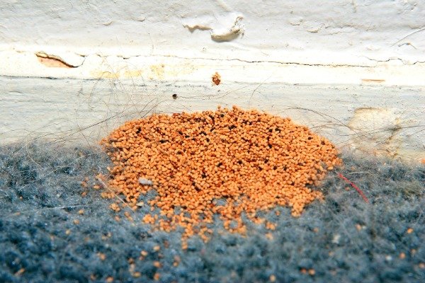 Señales reveladoras que las plagas dejan atrás, excrementos de termitas