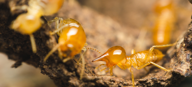 Tres consejos de aceite de naranja para el control de las termitas