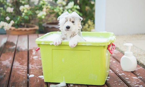 perro bañándose en una bolsa de plástico