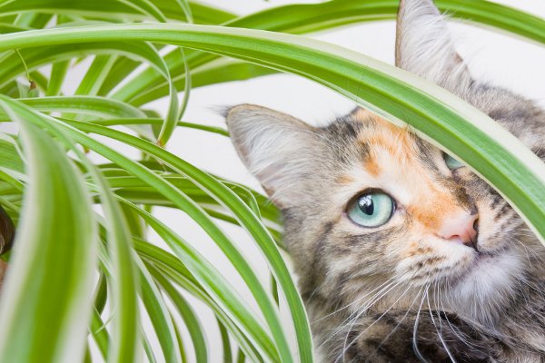 Un gato mirando a través de una planta. 