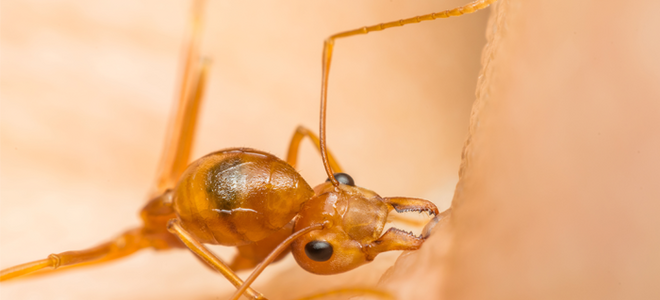 Usar ácido bórico para matar hormigas de fuego