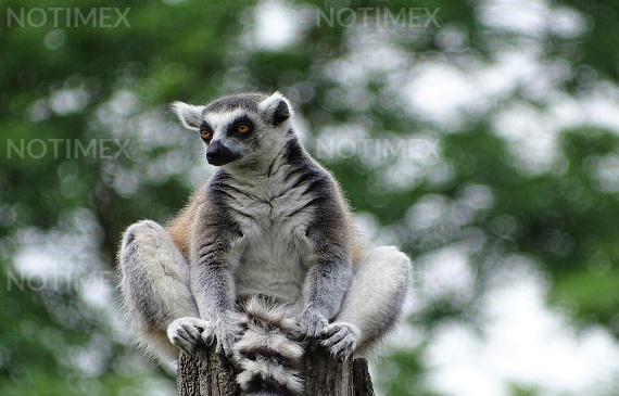 Buscan conservar siete especies de lémures en Madagascar