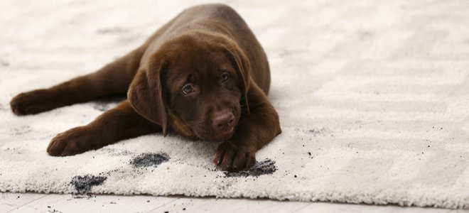 cachorro sucio en la alfombra