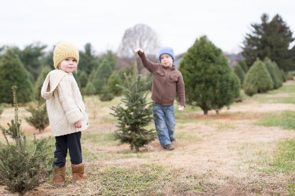 Un par de niños eligiendo un árbol de Navidad en una granja de árboles de Navidad. 