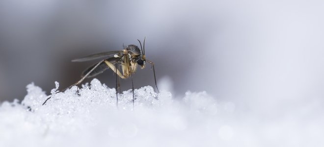 mosquito en la nieve
