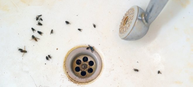 ducha con moscas negras