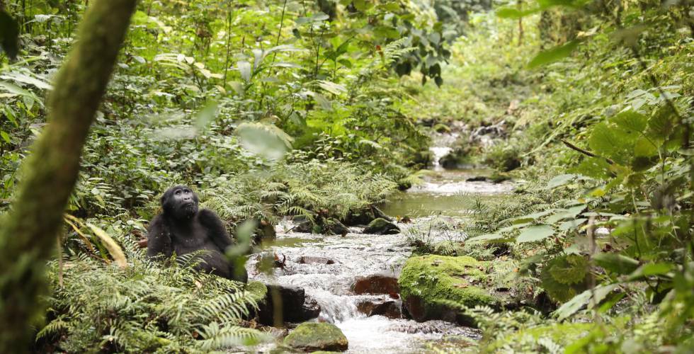 Un gorila en el Bosque Impenetrable de Bwindi, en Uganda.