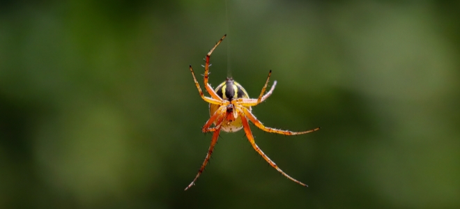 ¿Debería preocuparse por las arañas voladoras?