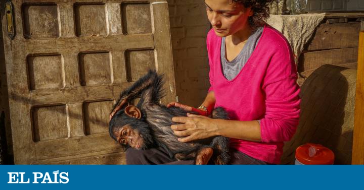 Los chimpancés usados como mascotas y en espectáculos padecen graves trastornos mentales