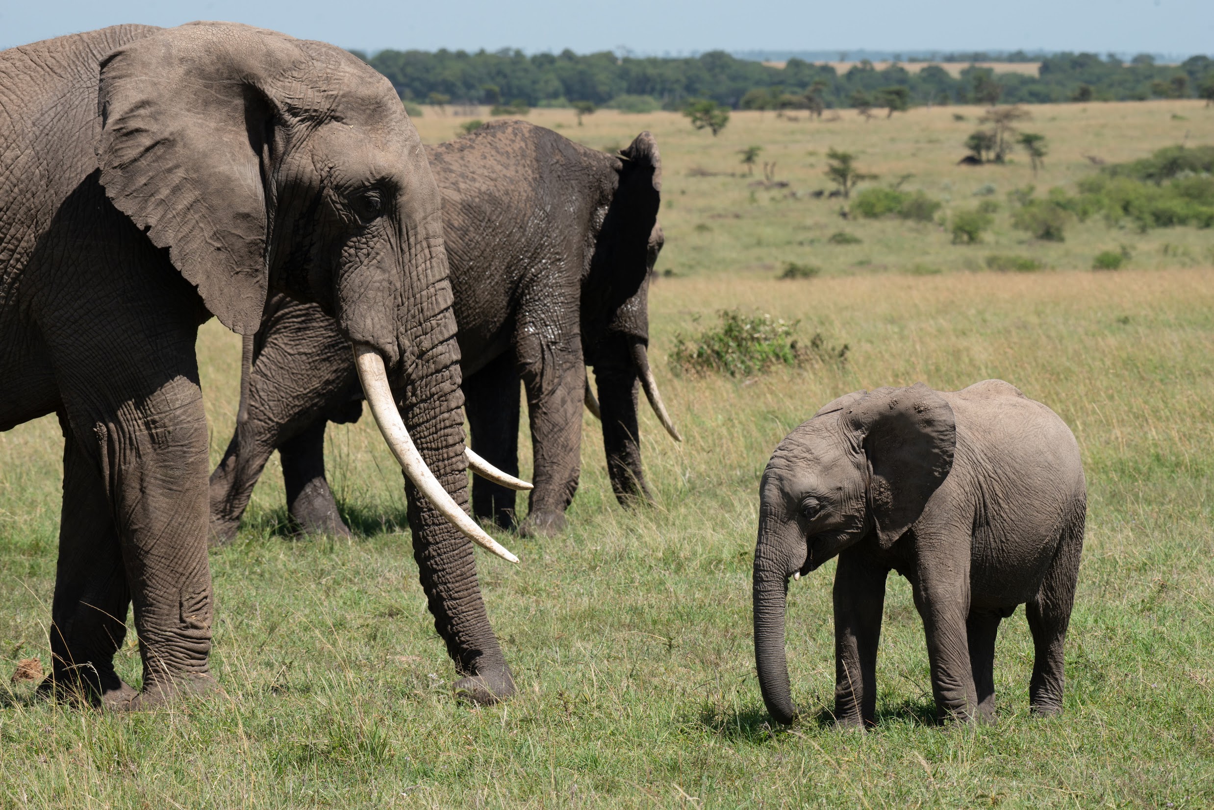 Un bebé elefante y dos adultos en las llanuras.