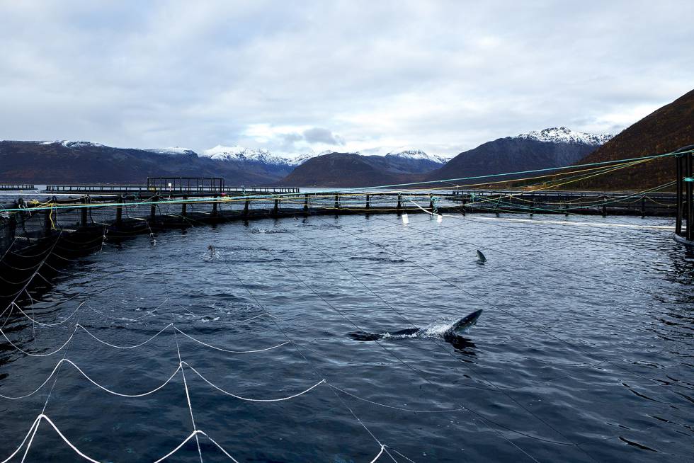 Una de las instalaciones con anillos en las que la empresa noruega Lerøy cría salmones en acuicultura