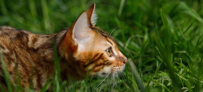 caza de gatos en la hierba