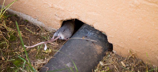 Ratón entrando en casa a través del orificio cerca de la tubería