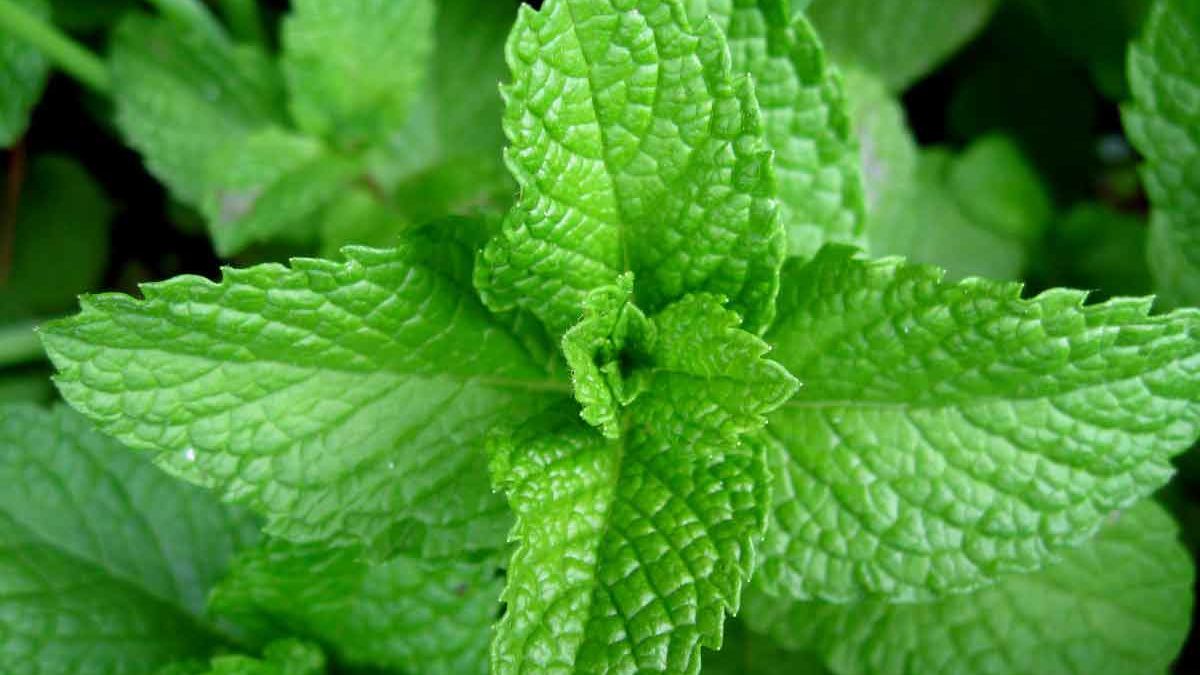 Descubre los increíbles beneficios del aceite de menta para el pelo