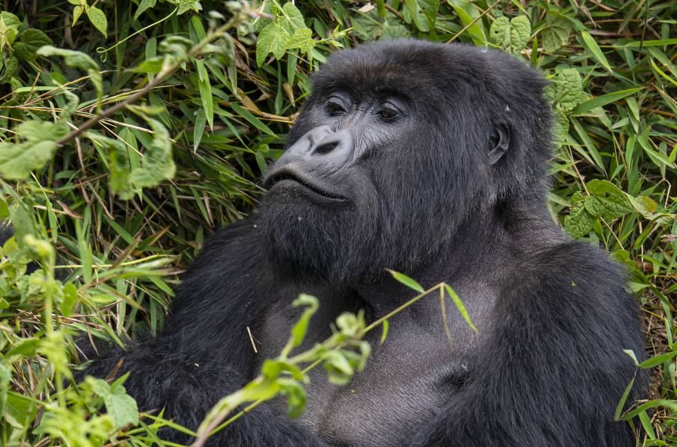 Un gorila de las planicies, en el parque nacional de Kahuzi-Biega (RDC).