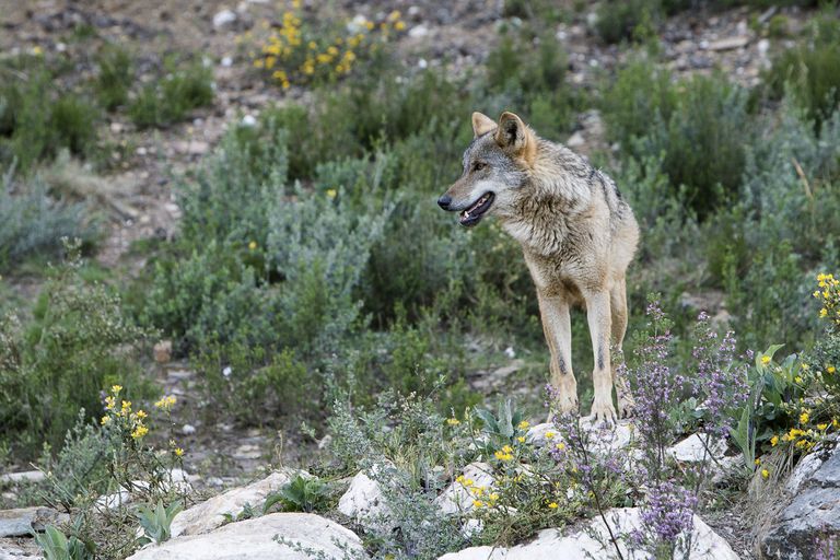 Un lobo de una manada criada en semilibertad en Robledo de Chavela (Madrid).