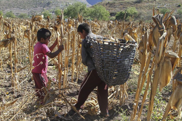 Dos niños trabajan en la cosecha de maíz en el año 2017, en Zitlala, Guerrero.