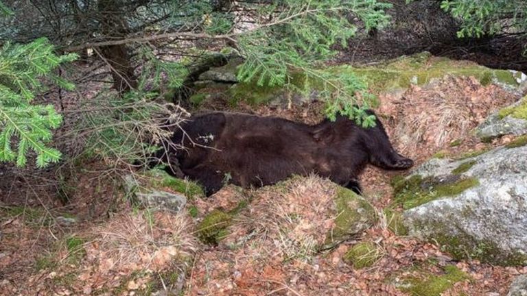 Cadáver del oso Cachou, de seis años.