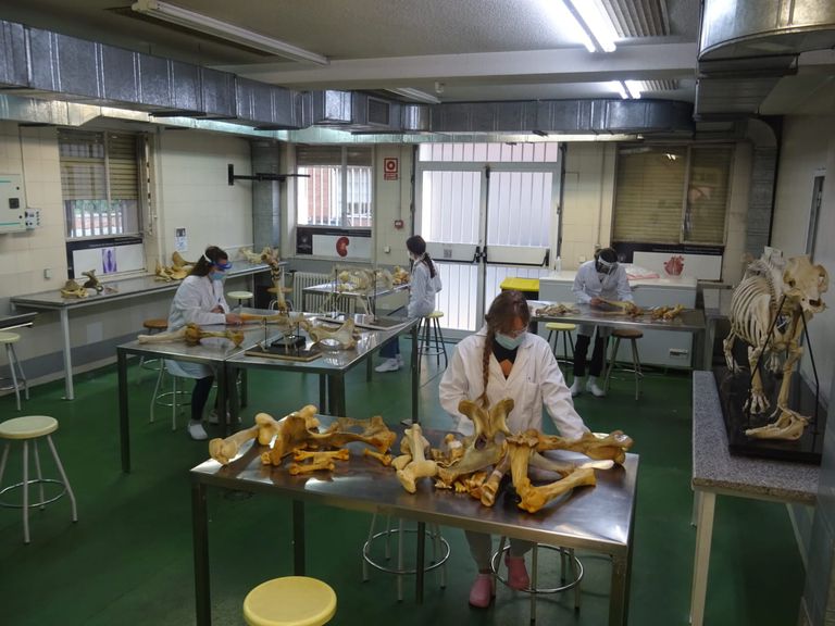 Prácticas de Anatomía de primero de Veterinaria el pasado jueves en la Universidad Complutense de Madrid.