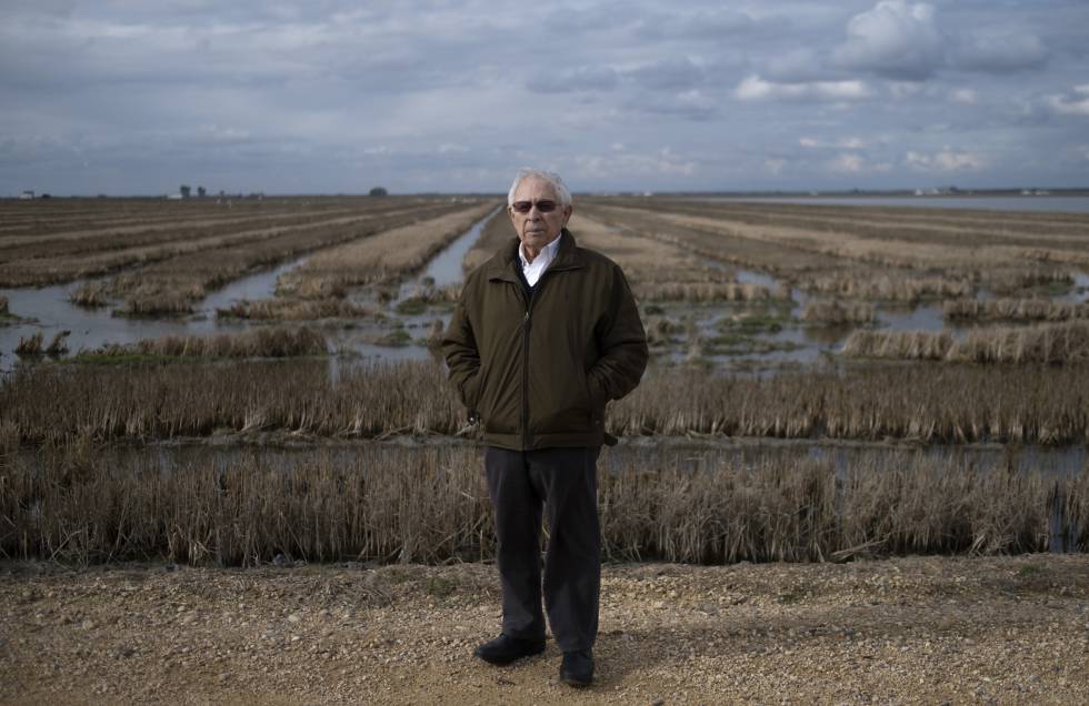 Antonio Olivares, presidente de los regantes del margen derecho del río Guadalquivir con los arrozales.