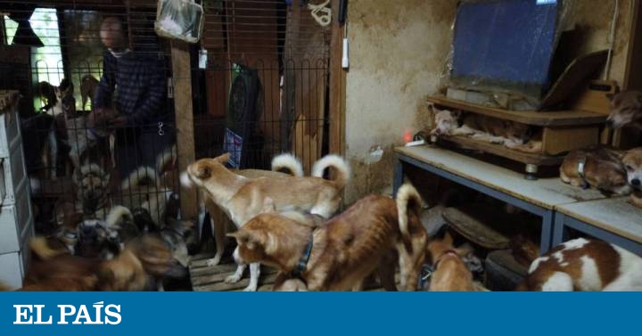 Rescatados 164 perros que malvivían en solo 30 metros cuadrados