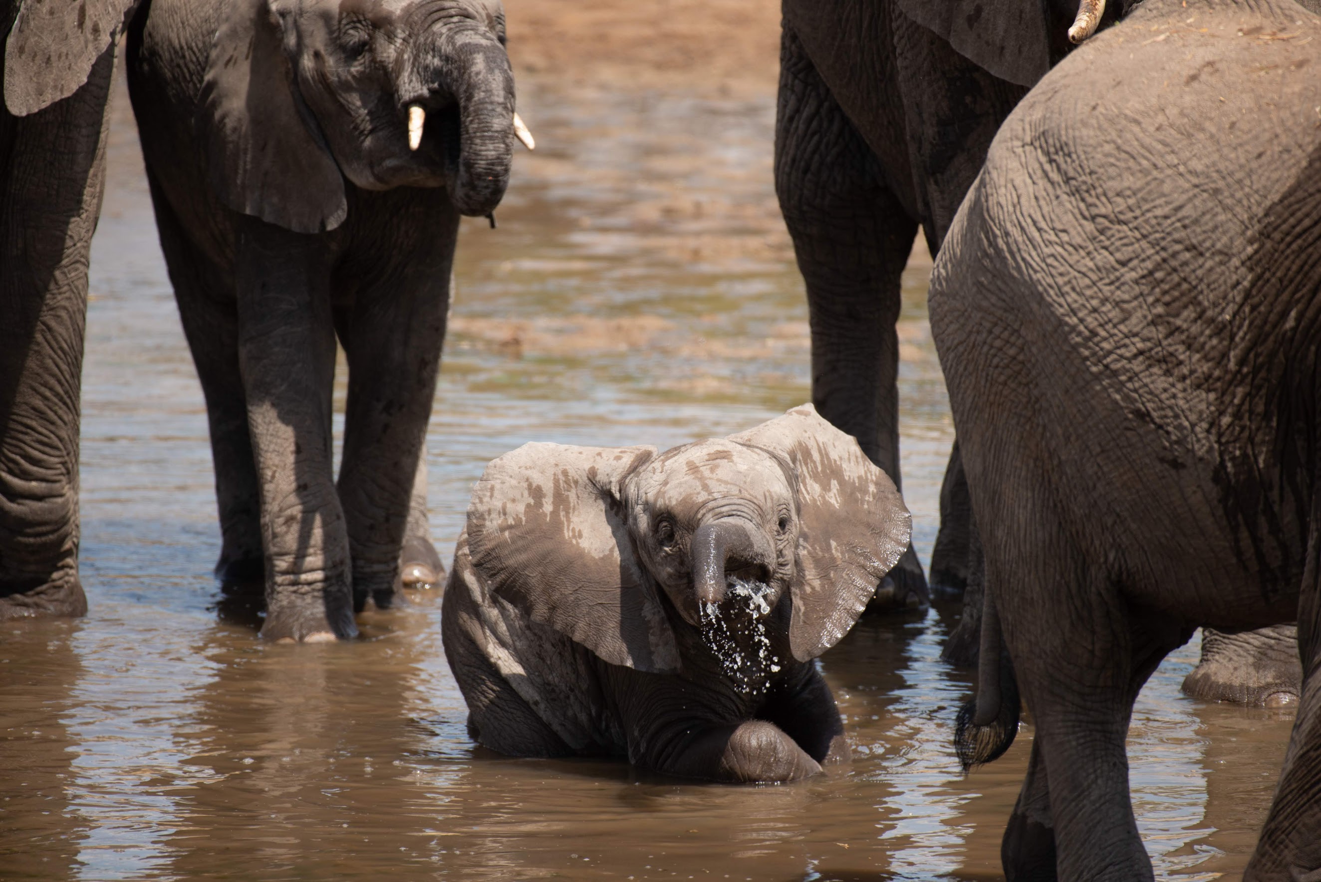 Un elefante bebé se baña en un abrevadero entre adultos