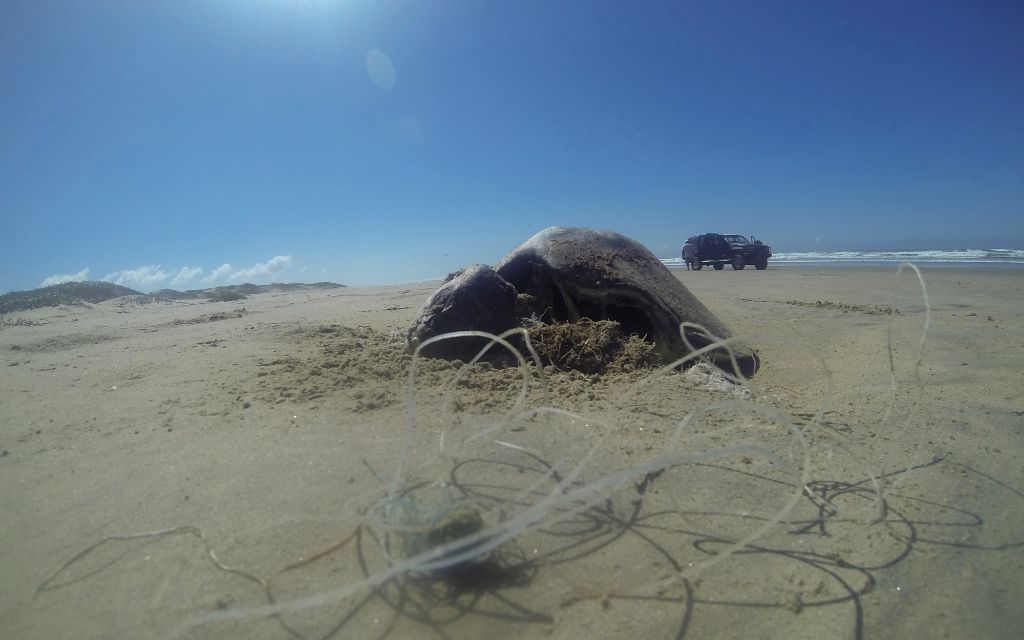 Grupos ambientalistas mexicanos invocan TMEC para protección de tortugas marinas