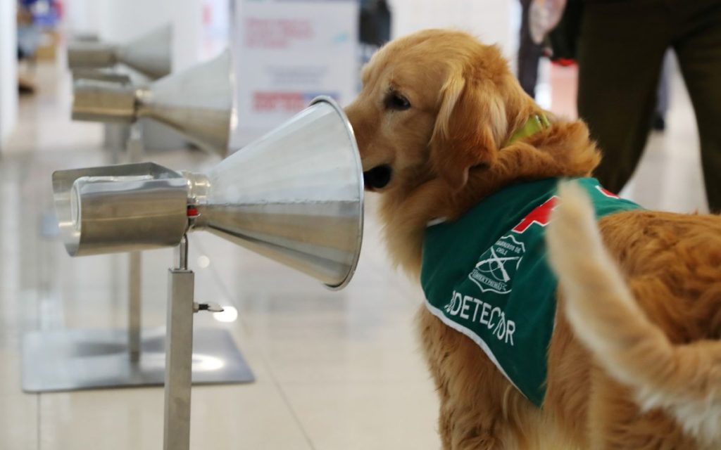 Perros entrenados para olfatear Covid-19 se presentan al servicio en aeropuerto chileno | Video