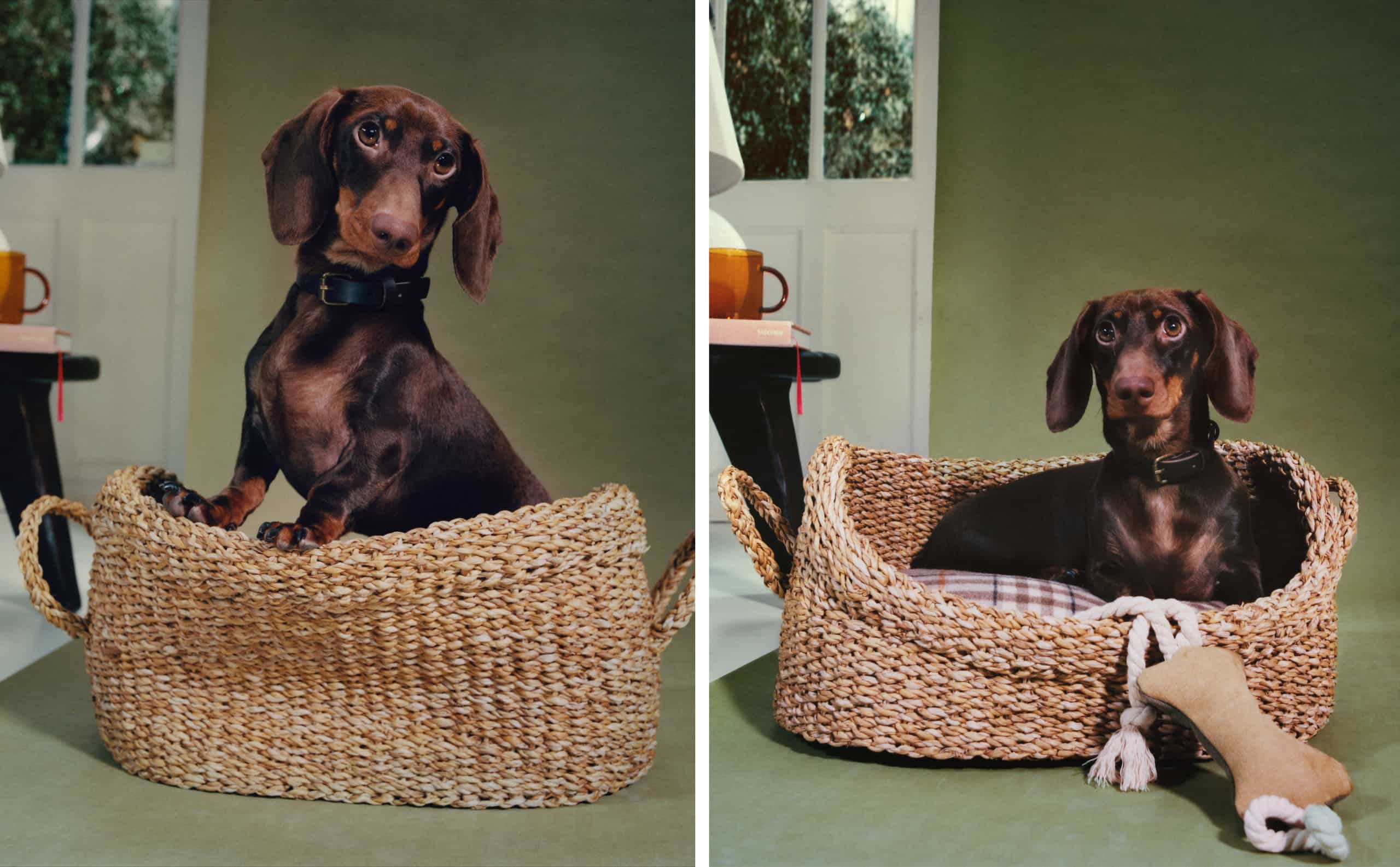 Zara Home: Lanza su nueva colección para mascotas que querrás tener en tu casa