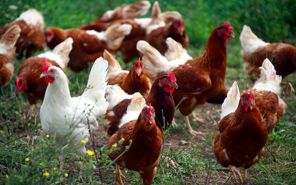 Alemania ordena sacrificar 29 mil pollos tras detectar gripe aviar en una granja