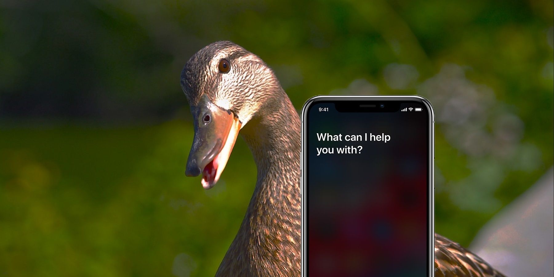 iOS 14.3: Cómo hacer que Siri Quack sea como un pato |  Screen Rant