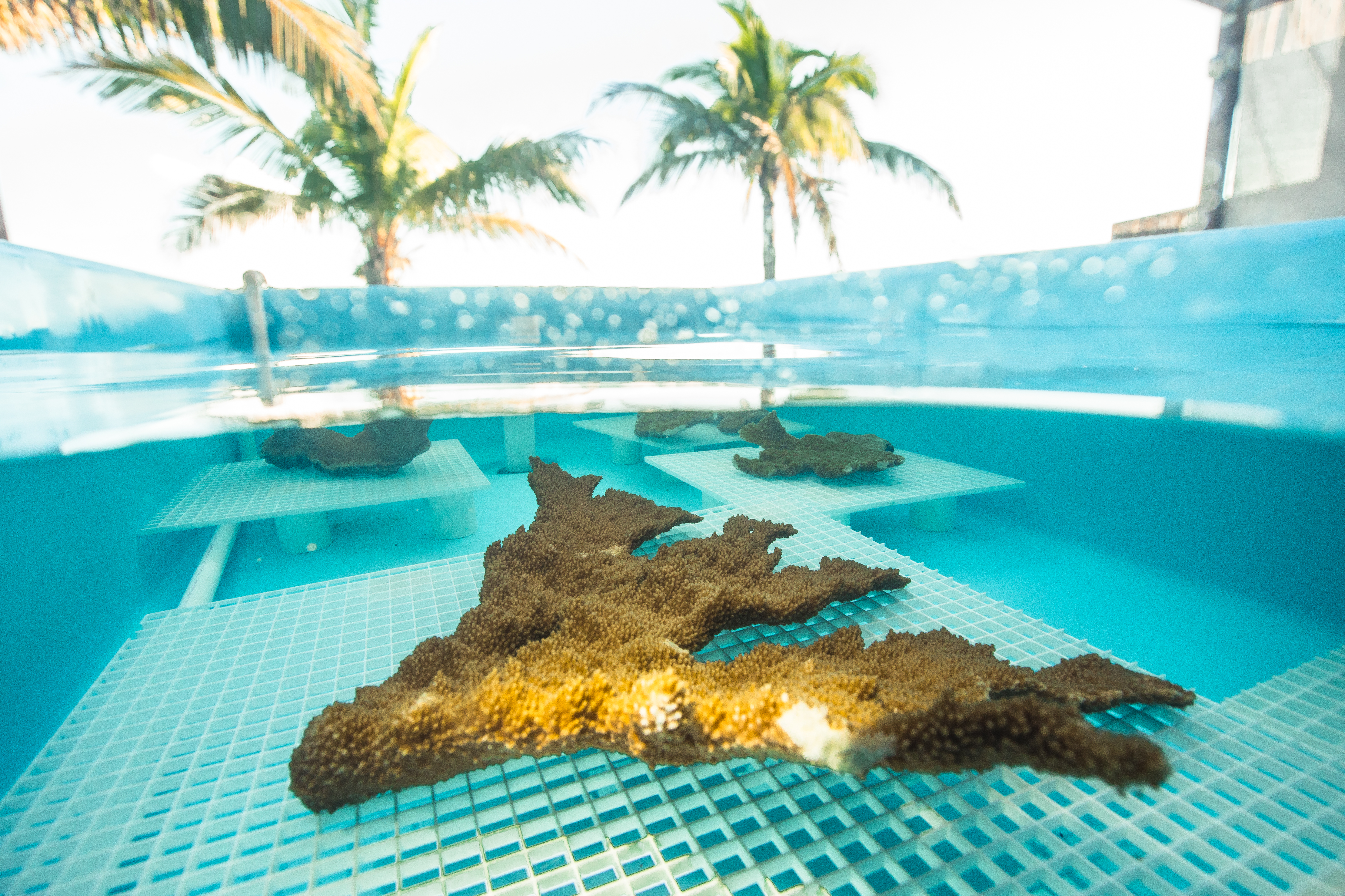 Los corales crecen en un tanque en Coral Vita en las Bahamas.