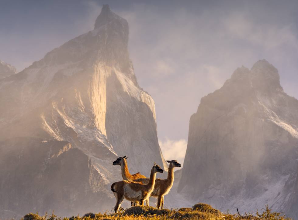 Guanacos en el parque nacional Torres del Paine (Chile).