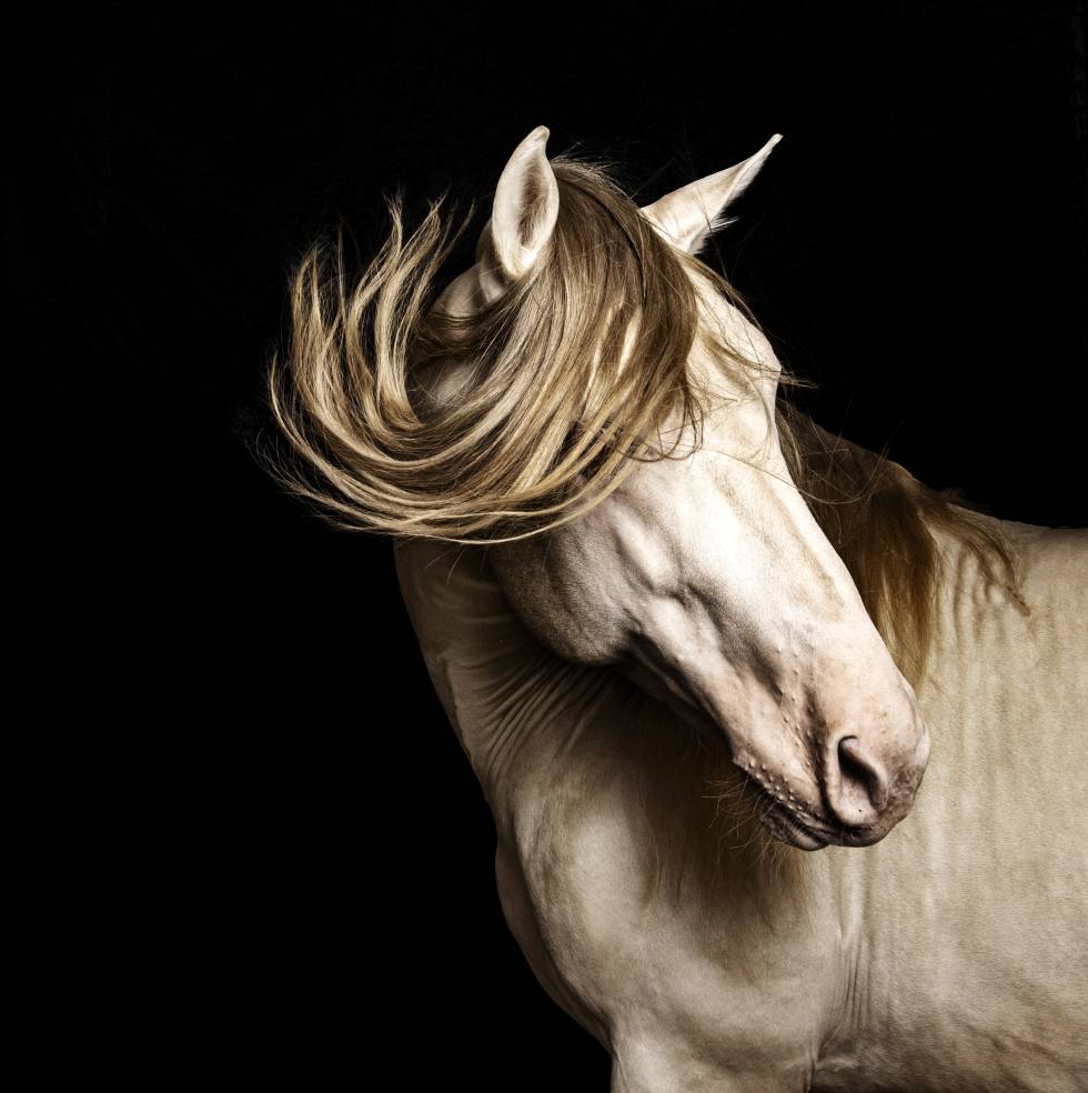 'Ungido', un caballo de pura raza espalola de capa baya perla de la yeguada Las Cadenas.