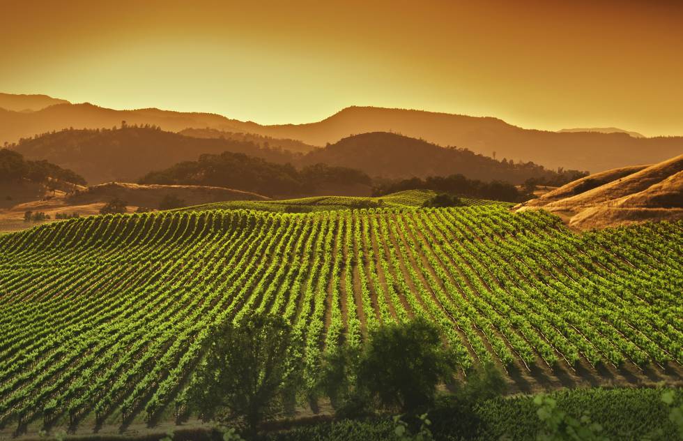 Atardecer entre viñedos en el valle de Napa (California).