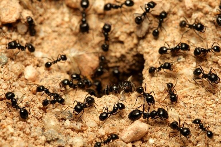 Las hormigas negras de jardín infectadas por un hongo se alejan del nido para morir.