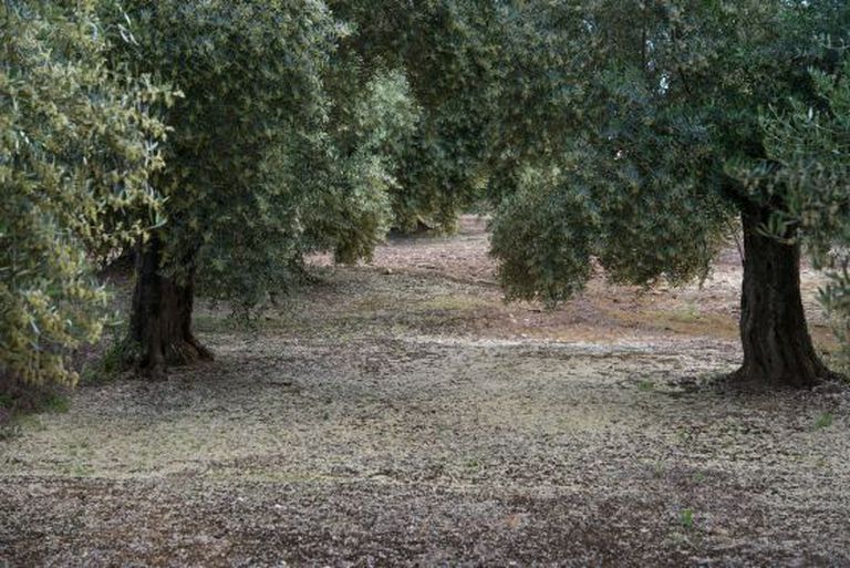 El polen de los olivos, aquí cubriendo la tierra de un cultivo en Jaén, es uno de los generadores de alergias en la cuenca mediterránea.