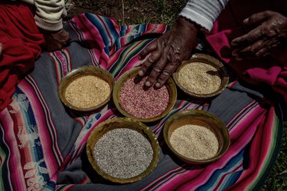 Eulalia Silva enseña los frutos de su cosecha: quinua 'huaripunchu', 'misa' y 'chulpi' que ahora ha vuelto a cultivar para su propio consumo. Pulsa en la imagen para ver la fotogalería completa. 