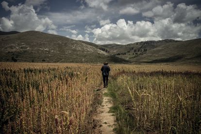 Celedonio Campaza Baca, facilitador de ReSCA y campesino, camina en su campo de quinoa 'plomo qoitu' en el distrito de Acora, en Puno (Perú). Pulsa en la imagen para ver la fotogalería completa. 
