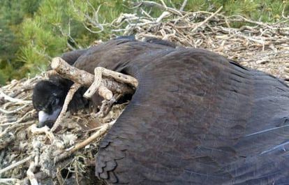 El buitre negro encontrado muerto debido al diclofenaco.