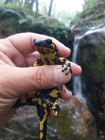Salamandra común hallada en la riera de Viladrau, en el Montseny.